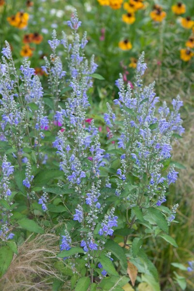 Nepeta sibirica Stor drakblomma 5-10 i kruka P9 Nepeta sibirica