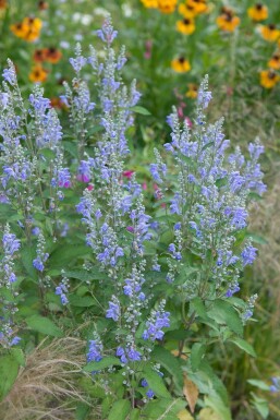 Nepeta sibirica Stor drakblomma 5-10 i kruka P9 Nepeta sibirica