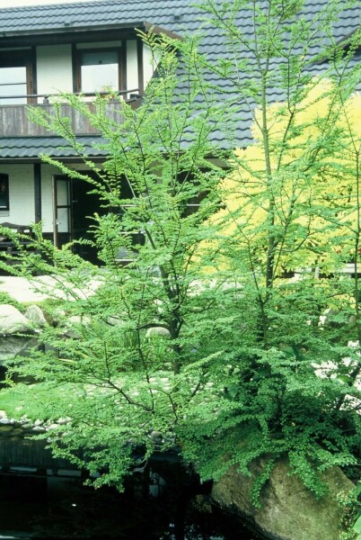 Nothofagus antarctica C12 100-125