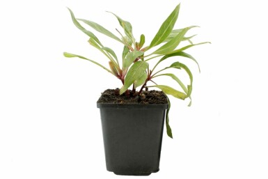 Oenothera macrocarpa Storblommigt nattljus 5-10 i kruka P9 Oenothera macrocarpa