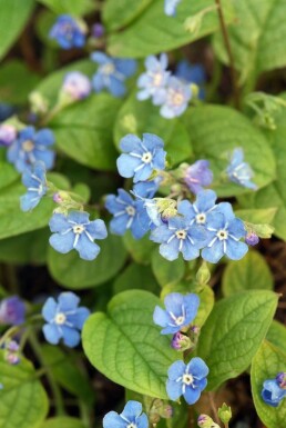 Omphalodes verna Ormöga 5-10 i kruka P9 Omphalodes verna