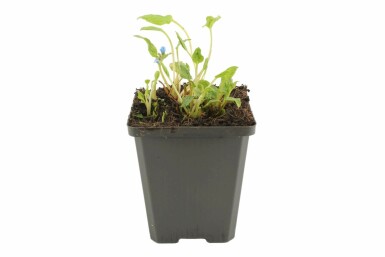 Omphalodes verna Ormöga 5-10 i kruka P9 Omphalodes verna