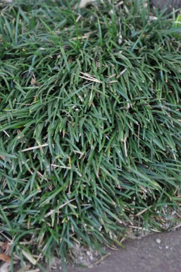 Ophiopogon japonicus 'Minor' Ormskägg 5-10 i kruka P9 Ophiopogon japonicus 'Minor'