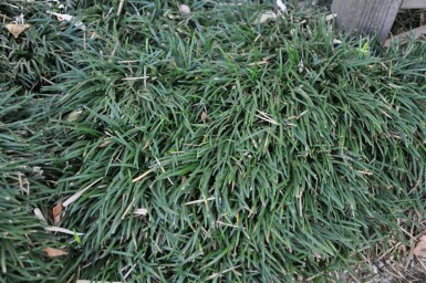 Ophiopogon japonicus 'Minor' Ormskägg 5-10 i kruka P9 Ophiopogon japonicus 'Minor'