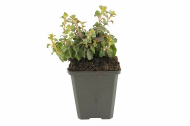 Origanum laevigatum 'Herrenhausen' Purpurmejram 5-10 i kruka P9 Origanum laevigatum 'Herrenhausen'