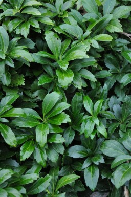 Pachysandra terminalis 'Green Carpet' Skugg-gröna 5-10 i kruka P9 Pachysandra terminalis 'Green Carpet'