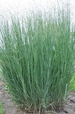 Panicum virgatum 'Heavy Metal' Jungfruhirs 10-15 i kruka C2 Panicum virgatum 'Heavy Metal'