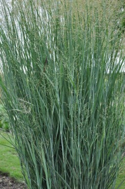 Panicum virgatum 'Heavy Metal' Jungfruhirs 5-10 i kruka P9 Panicum virgatum 'Heavy Metal'