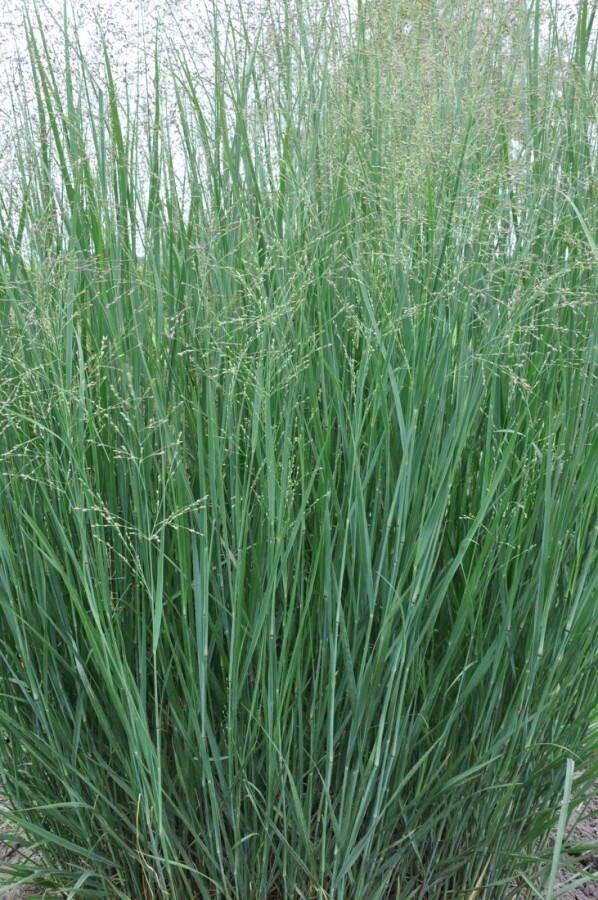 Panicum virgatum 'Heavy Metal' Jungfruhirs 5-10 i kruka P9 Panicum virgatum 'Heavy Metal'