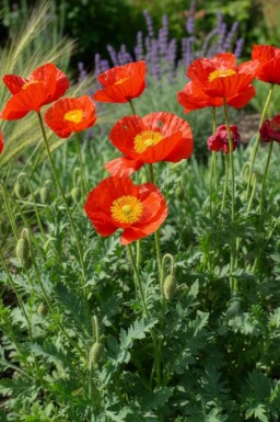 Papaver nudicaule 'Matador' Fjällvallmo 5-10 i kruka P9 Papaver nudicaule 'Matador'