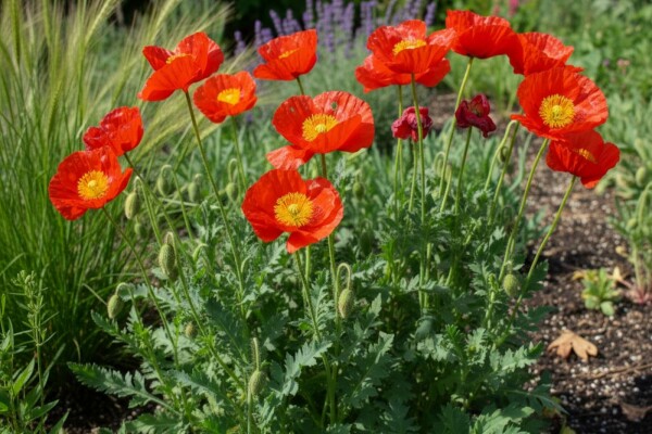 Papaver nudicaule 'Matador'