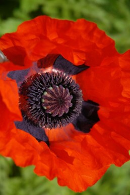 Papaver orientale 'Brilliant' Orientvallmo 5-10 i kruka P9 Papaver orientale 'Brilliant'