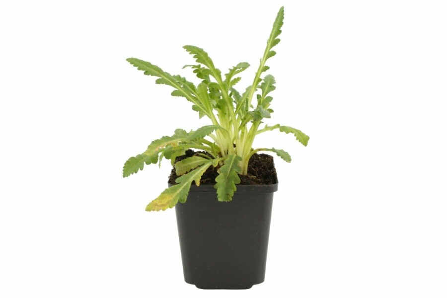 Papaver orientale 'Princess Victoria Louise' Orientvallmo 5-10 i kruka P9 Papaver orientale 'Princess Victoria Louise'