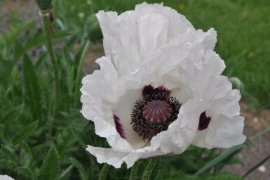 Papaver orientale 'Royal Wedding' Orientvallmo 5-10 i kruka P9 Papaver orientale 'Royal Wedding'