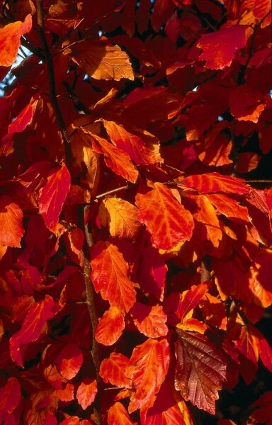 Parrotia persica C10 60-80