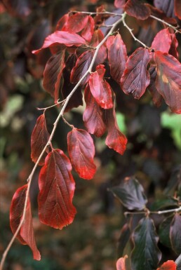 Parrotia persica C10 60-80