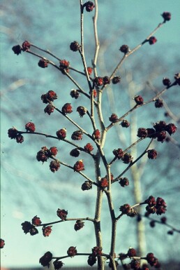 Parrotia persica C10 60-80