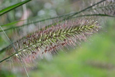 Pennisetum alopecuroides Lampborstgräs 5-10 i kruka P9 Pennisetum alopecuroides