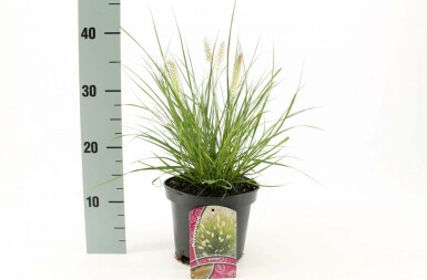 Pennisetum alopecuroides 'Hameln' Lampborstgräs 10-15 i kruka C2 Pennisetum alopecuroides 'Hameln'