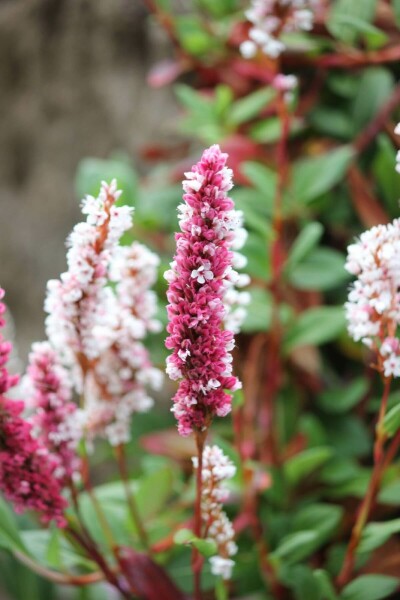 Persicaria affinis 'Darjeeling Red' Bergormrot 5-10 i kruka P9 Persicaria affinis 'Darjeeling Red'