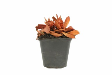 Persicaria affinis 'Darjeeling Red' Bergormrot 5-10 i kruka P9 Persicaria affinis 'Darjeeling Red'