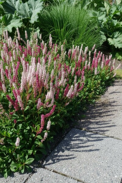 Persicaria affinis 'Superba' Bergormrot 5-10 i kruka P9 Persicaria affinis 'Superba'