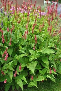 Persicaria amplexicaulis 'Speciosa' Blodormrot 5-10 i kruka P9 Persicaria amplexicaulis 'Speciosa'