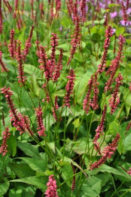 Persicaria amplexicaulis 'Speciosa' Blodormrot 5-10 i kruka P9 Persicaria amplexicaulis 'Speciosa'