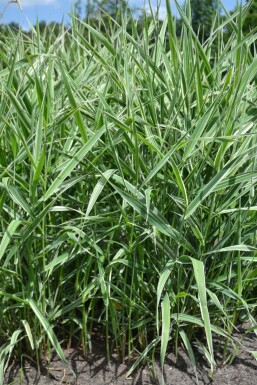 Phalaris arundinacea 'Picta' Rörflen 5-10 i kruka P9 Phalaris arundinacea 'Picta'