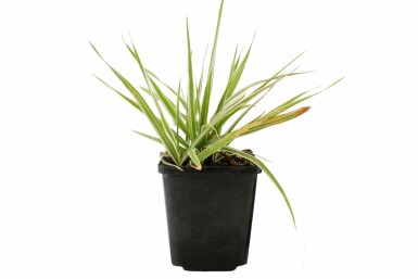 Phalaris arundinacea 'Picta' Rörflen 5-10 i kruka P9 Phalaris arundinacea 'Picta'