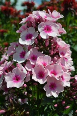 Phlox paniculata 'Bright Eyes' Höstflox 5-10 i kruka P9 Phlox paniculata 'Bright Eyes'