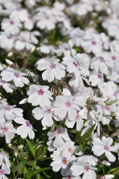 Phlox subulata 'Amazing Grace' Mossflox 5-10 i kruka P9 Phlox subulata 'Amazing Grace'