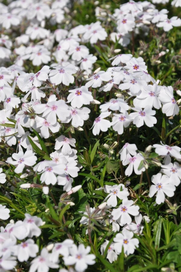 Phlox subulata 'Amazing Grace' Mossflox 5-10 i kruka P9 Phlox subulata 'Amazing Grace'
