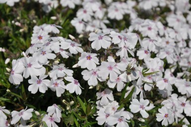 Phlox subulata 'Amazing Grace' Mossflox 5-10 i kruka P9 Phlox subulata 'Amazing Grace'