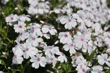 Phlox subulata 'Amazing Grace' Mossflox 5-10 i kruka P9 Phlox subulata 'Amazing Grace'