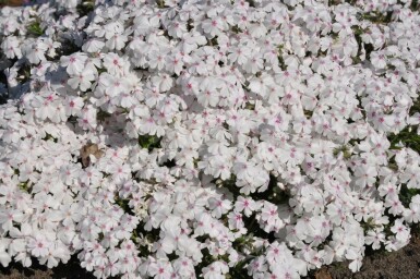 Phlox subulata 'Amazing Grace' Mossflox 5-10 i kruka P9 Phlox subulata 'Amazing Grace'