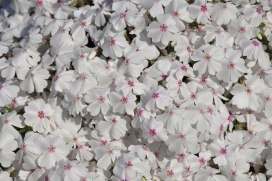 Phlox subulata 'Amazing Grace' Mossflox 5-10 i kruka P9 Phlox subulata 'Amazing Grace'