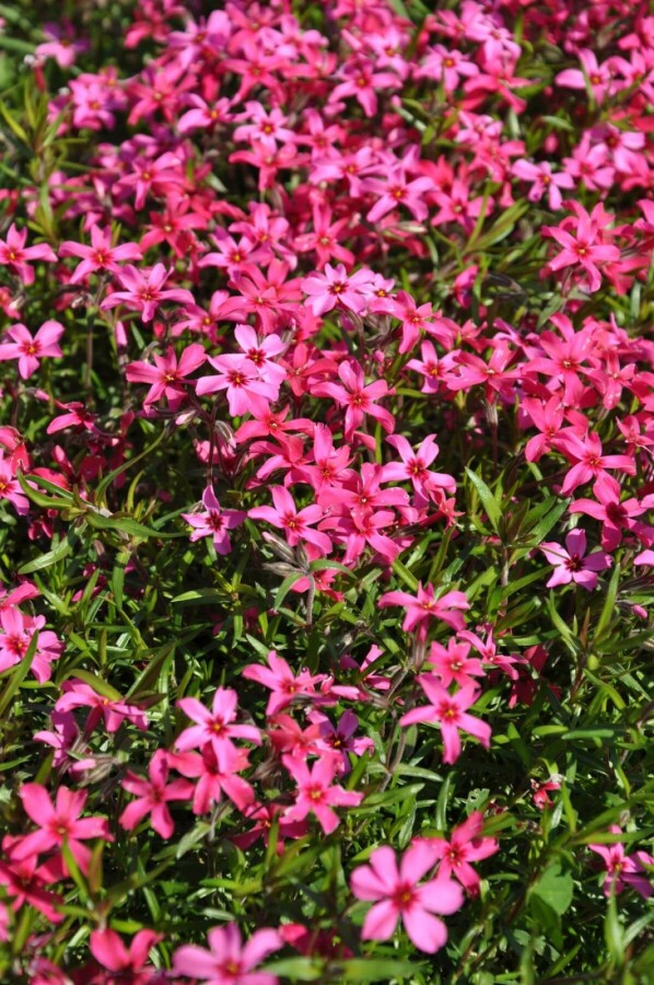Phlox subulata 'Atropurpurea' Mossflox 10-15 i kruka C2 Phlox subulata 'Atropurpurea'
