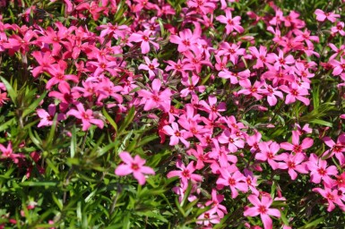 Phlox subulata 'Atropurpurea' Mossflox 10-15 i kruka C2 Phlox subulata 'Atropurpurea'