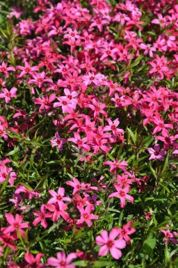 Phlox subulata 'Atropurpurea' Mossflox 5-10 i kruka P9 Phlox subulata 'Atropurpurea'