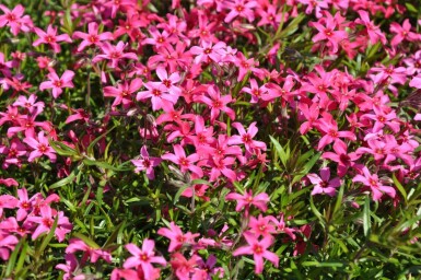 Phlox subulata 'Atropurpurea' Mossflox 5-10 i kruka P9 Phlox subulata 'Atropurpurea'