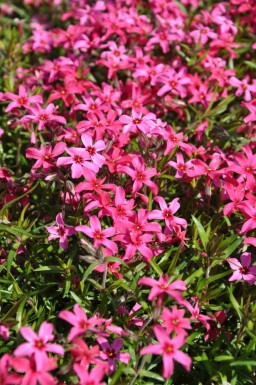 Phlox subulata 'Atropurpurea' Mossflox 5-10 i kruka P9 Phlox subulata 'Atropurpurea'