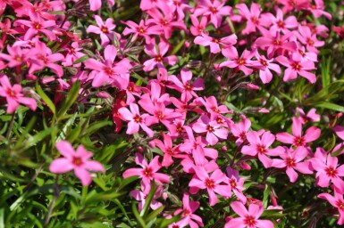 Phlox subulata 'Atropurpurea' Mossflox 5-10 i kruka P9 Phlox subulata 'Atropurpurea'