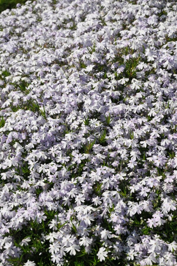 Phlox subulata 'Emerald Cushion Blue' Mossflox 15-20 i kruka C2 Phlox subulata 'Emerald Cushion Blue'