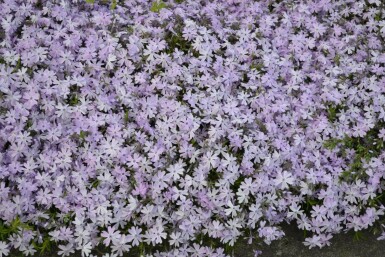 Phlox subulata 'Emerald Cushion Blue' Mossflox 15-20 i kruka C2 Phlox subulata 'Emerald Cushion Blue'