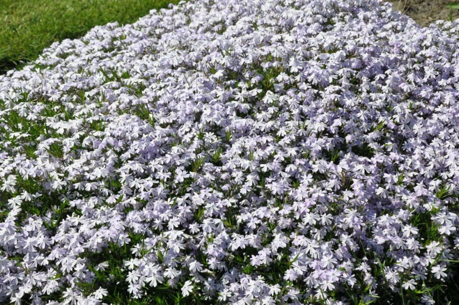 Phlox subulata 'Emerald Cushion Blue' Mossflox 5-10 i kruka P9 Phlox subulata 'Emerald Cushion Blue'