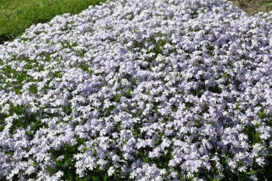 Phlox subulata 'Emerald Cushion Blue' Mossflox 5-10 i kruka P9 Phlox subulata 'Emerald Cushion Blue'