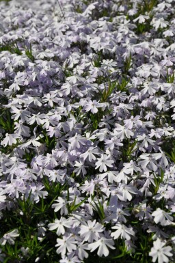 Phlox subulata 'Emerald Cushion Blue' Mossflox 5-10 i kruka P9 Phlox subulata 'Emerald Cushion Blue'