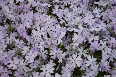 Phlox subulata 'Emerald Cushion Blue' Mossflox 5-10 i kruka P9 Phlox subulata 'Emerald Cushion Blue'