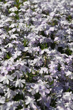Phlox subulata 'Emerald Cushion Blue' Mossflox 5-10 i kruka P9 Phlox subulata 'Emerald Cushion Blue'